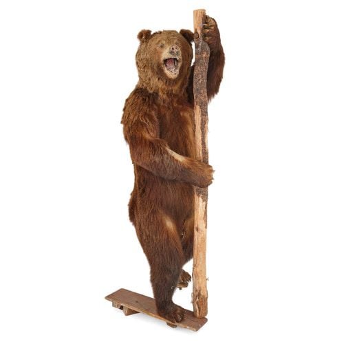 Taxidermied life-size European Brown Bear