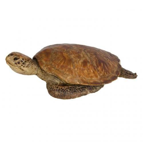 Antique taxidermy green turtle